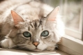 Anemia u kotów: objawy i leczenie