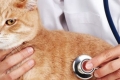 Antybiotyki dla kotów: cechy i odmiany
