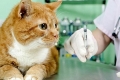 Antybiotyki dla kotów: wszystkie plusy i minusy