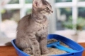 Antigadin dla kotów: sposób na przyuczenie zwierzaka do kuwety