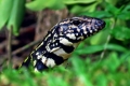 Argentyński czarno-biały tegu (tupinambis merianae)