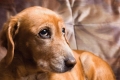 Ataksja u psów: objawy i leczenie