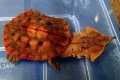Żółw z frędzlami matamata (chelus fimbriatus)