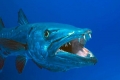 Barracuda - szczupak morski