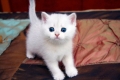 Biały kot: przegląd ras o śnieżnym kolorze