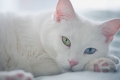 Biały kot o niebieskich oczach: opis rasy, charakter, cechy pielęgnacyjne