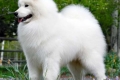 Białe puszyste rasy psów: opis i charakterystyka