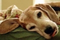 Wścieklizna u psów – przyczyny, rodzaje, objawy i leczenie śmiertelnej dolegliwości