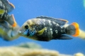Akara turkusowa: przechowywanie w akwarium