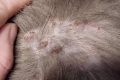 Pchle zapalenie skóry u kotów, jego przyczyny, objawy i leczenie