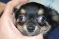Choroby oczu u psów: klasyfikacja i leczenie