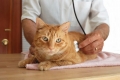 Choroby kotów: opis, objawy i metody leczenia