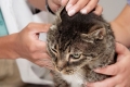 Choroby uszu u kotów: objawy i leczenie