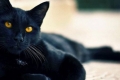 Kot bombajski: wszystko o kocie, zdjęcia, opis rasy, charakter, cena