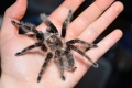 Brachypelma albopilosum: utrzymanie brachipelma spider albopilosum