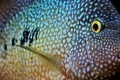 Cichlazoma diamentowa – ryba o egzotycznych barwach i zachowaniu