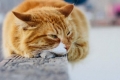 Zapalenie oskrzeli u kotów: objawy i leczenie