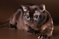 Kot birmański: opis rasy i charakteru, zdjęcie