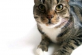 Dlaczego odmiedniczkowe zapalenie nerek u kotów jest niebezpieczne i jak się go pozbyć