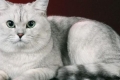 Dlaczego wielotorbielowatość nerek u kotów jest niebezpieczna i jakie metody leczenia są stosowane?