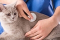 Co powoduje wydzielinę z macicy u kota i jak ją leczyć?