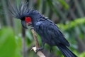Kakadu czarna