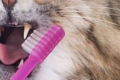 Myjemy zęby kota w domu: wskazówki jak i jak prawidłowo czyścić