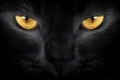 Czarne koty: zasady zakupu i funkcje konserwacji