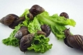 Co ślimaki jedzą w akwarium, a czego nie wolno im karmić?