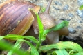 Co ślimaki jedzą w domu i w środowisku naturalnym