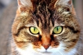 Nosówka u kotów: przyczyny, objawy i oznaki, metody leczenia