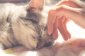 Nosówka u kotów: przyczyny, objawy i leczenie
