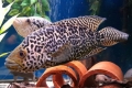 Cichlazoma managuana - ryba jaguar