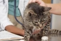 Zapalenie pęcherza moczowego u kota