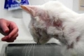 Zapalenie skóry u kotów