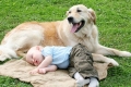 Dzieci i psy: jaki pies dostać dziecko?