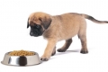 Karma dietetyczna dla psów z alergią: jak karmić zwierzaka?