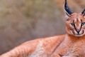 Karakal z dzikiego kota pustynnego