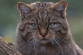 Kot dzikiego lasu: opis rasy i zwyczajów zwierzaka