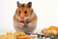 Chomiki domowe: co jedzą zwierzęta domowe?