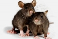 Szczur domowy: utrzymanie, opieka i choroby