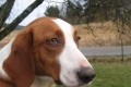 Drever to rzadki i mało znany krótkonogi pies gończy pochodzący ze szwecji
