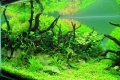 Nie mam herbaty w aquascape!