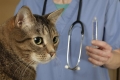 Zapalenie żołądka u kotów: objawy i leczenie choroby