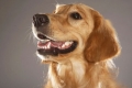 Zapalenie żołądka u psa: objawy, leczenie