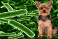 Zapalenie żołądka i jelit u psów: objawy i leczenie
