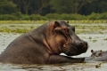 Gdzie mieszka hipopotam i co je??