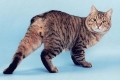 Hemoroidy u kotów: objawy i leczenie