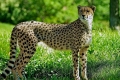 Gepard to najszybszy kot