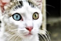 Heterochromia, czyli dlaczego koty mają inne oczy